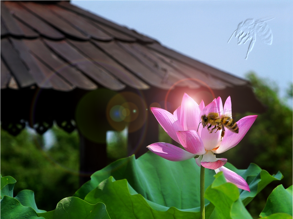 Lotus i pszczoły